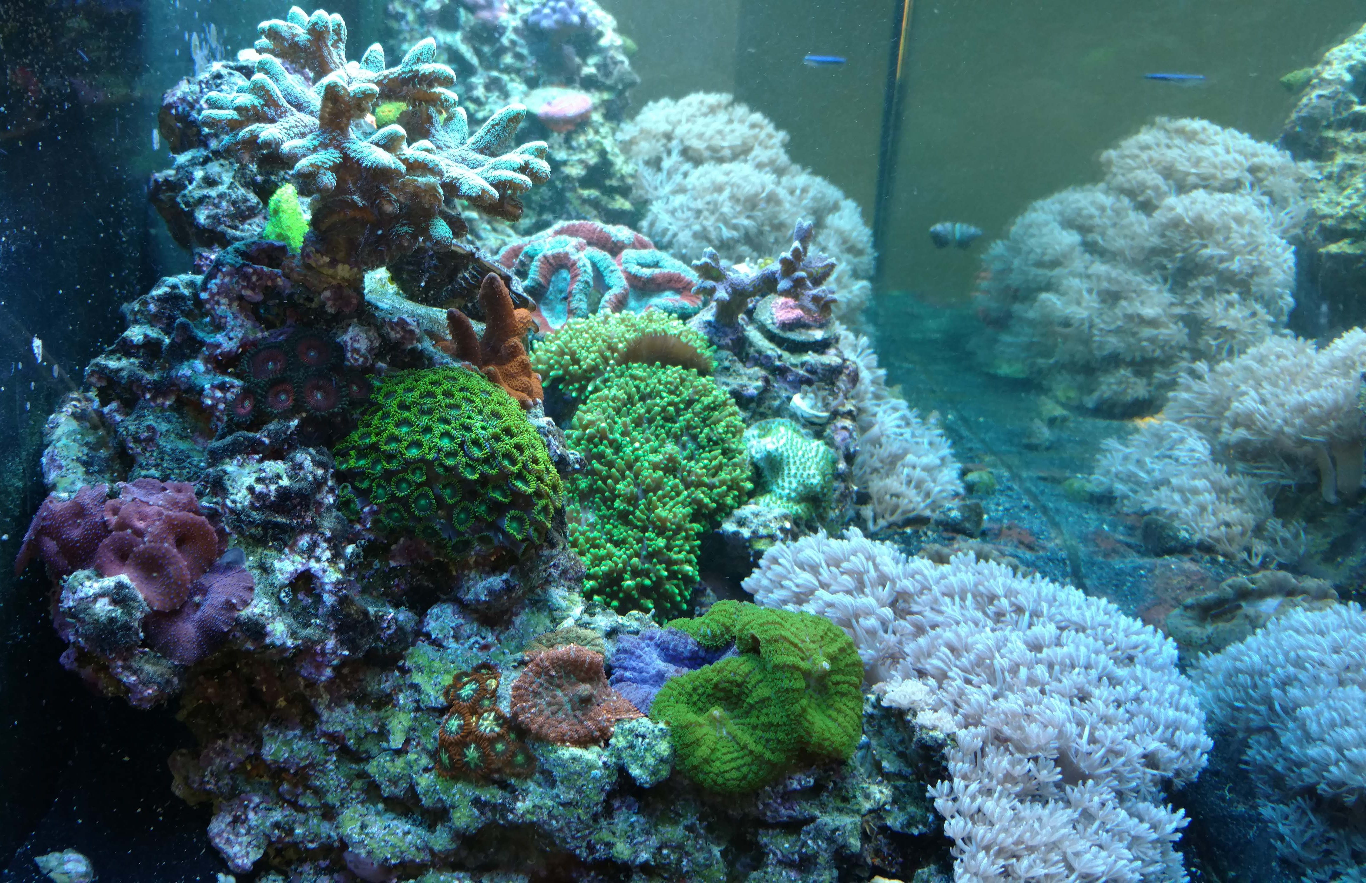 aquarium reef store corals northern va Capital Aquarium