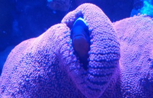 reef aquarium store northern va virginia fairfax manassas