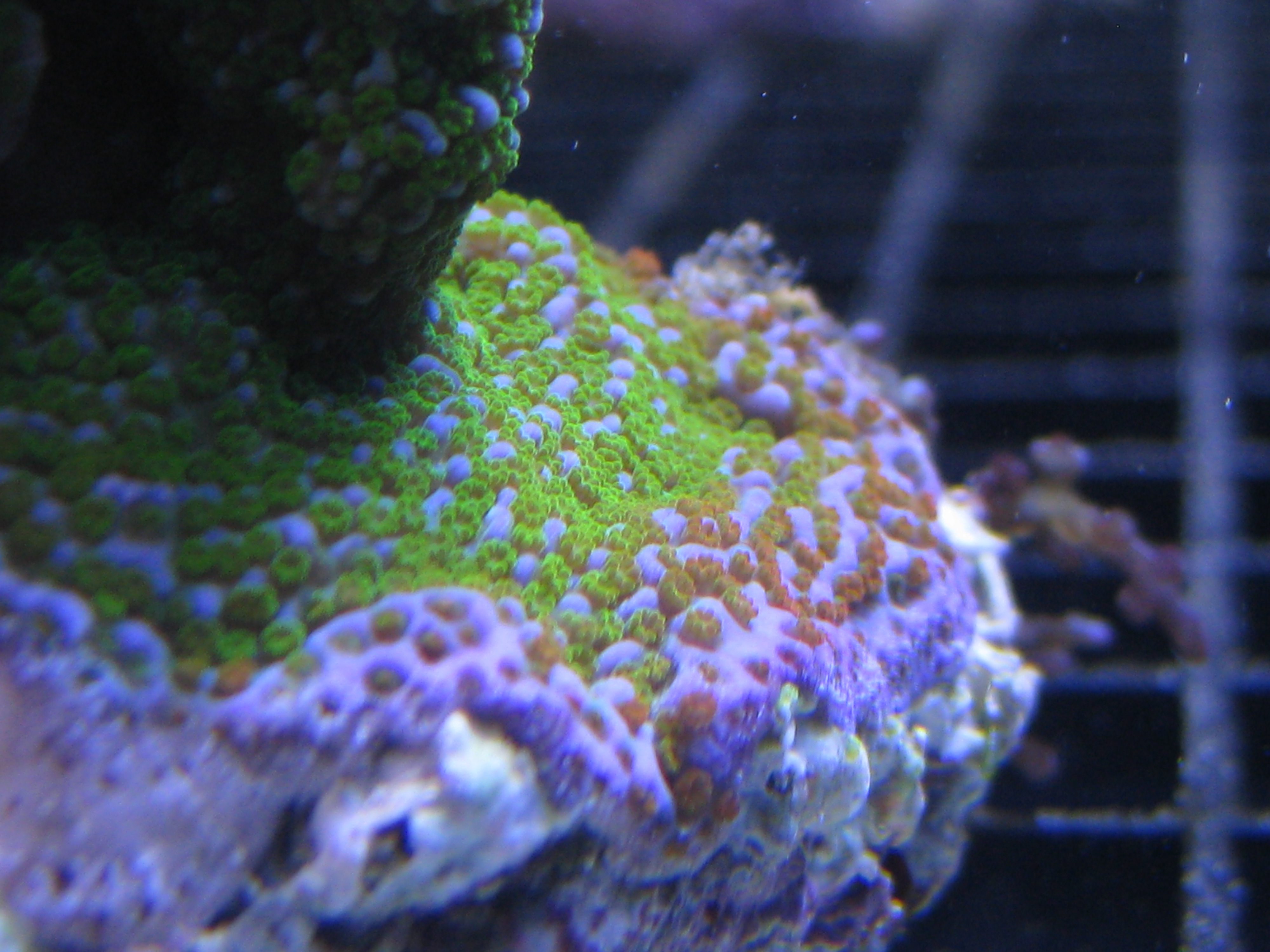 coral frags for sale northern va Capital Aquarium