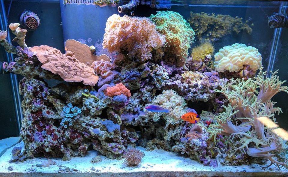 Reef Tank – Capital Aquarium